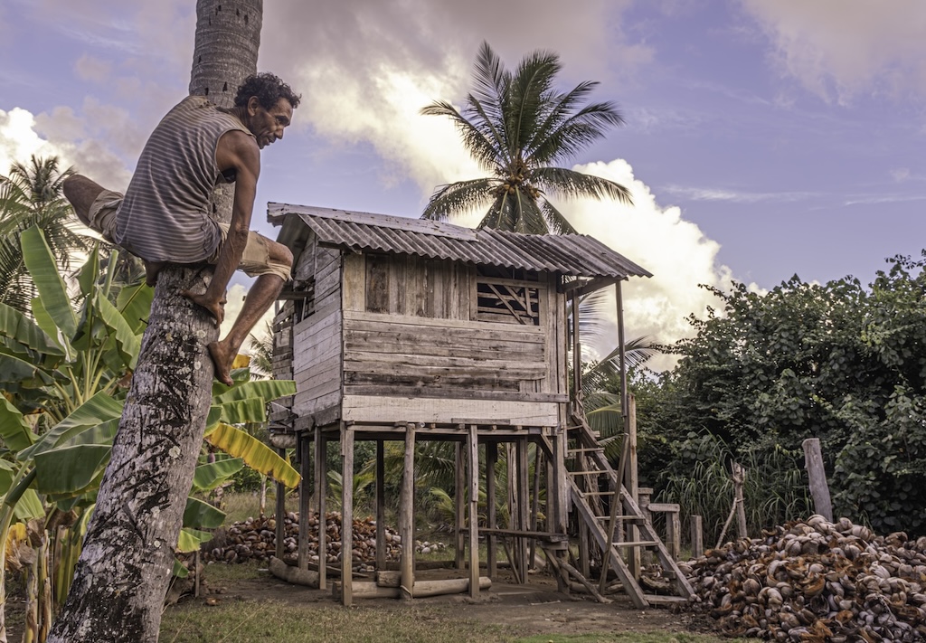 Climbing for Coconuts. by Laurie Bergner