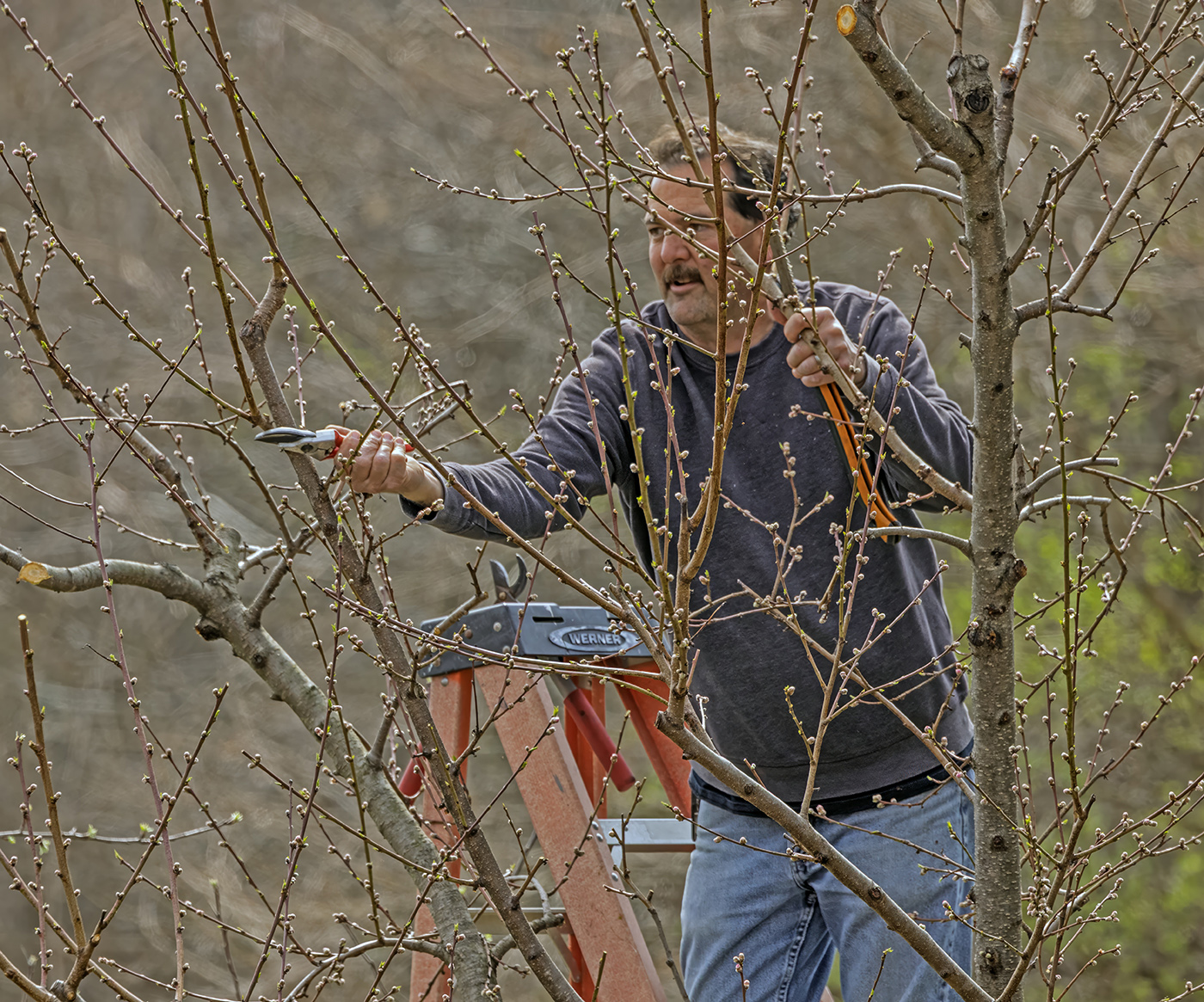 The pruner