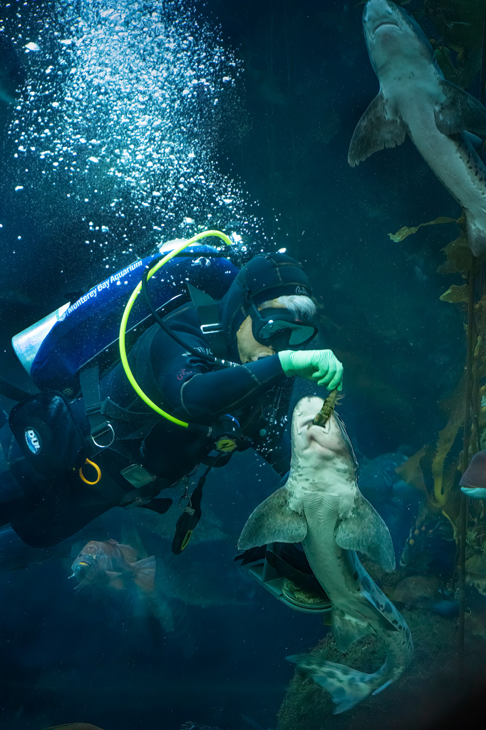 Mealtime at the Aquarium by Ardeth Carlson