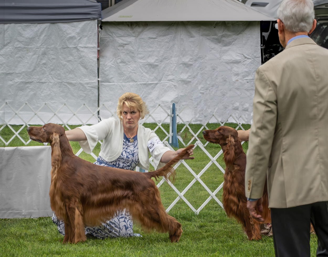 Dog Show