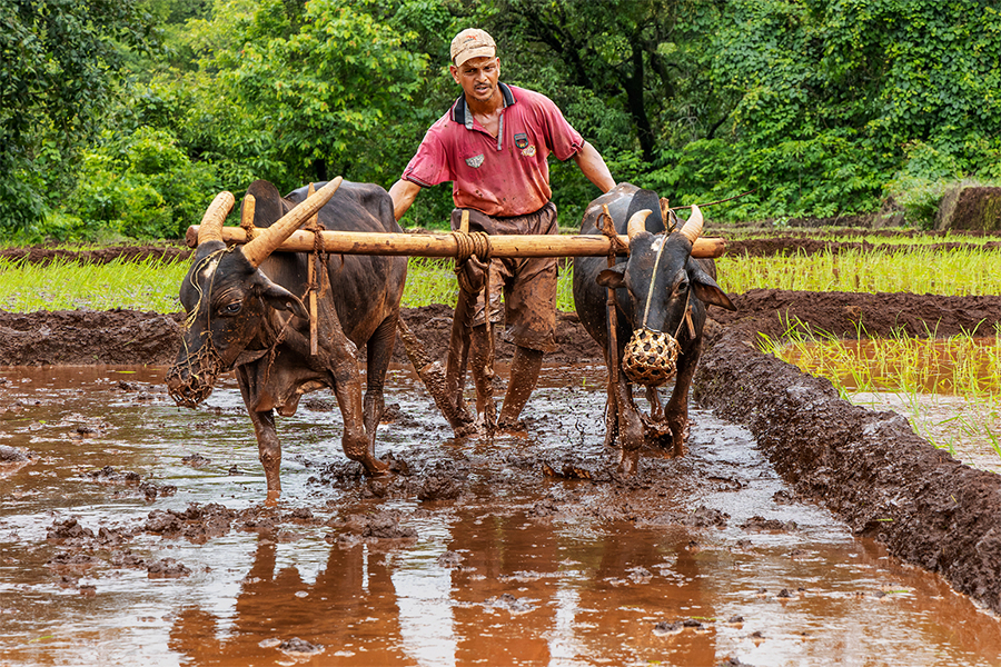 Ploughing by Vinaya Mathews
