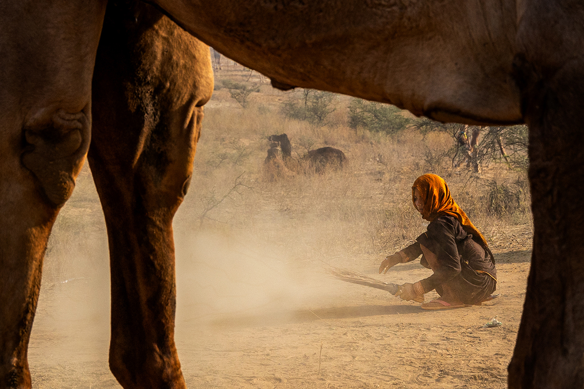 Pushkar Animal Fair  by Vinaya Mathews