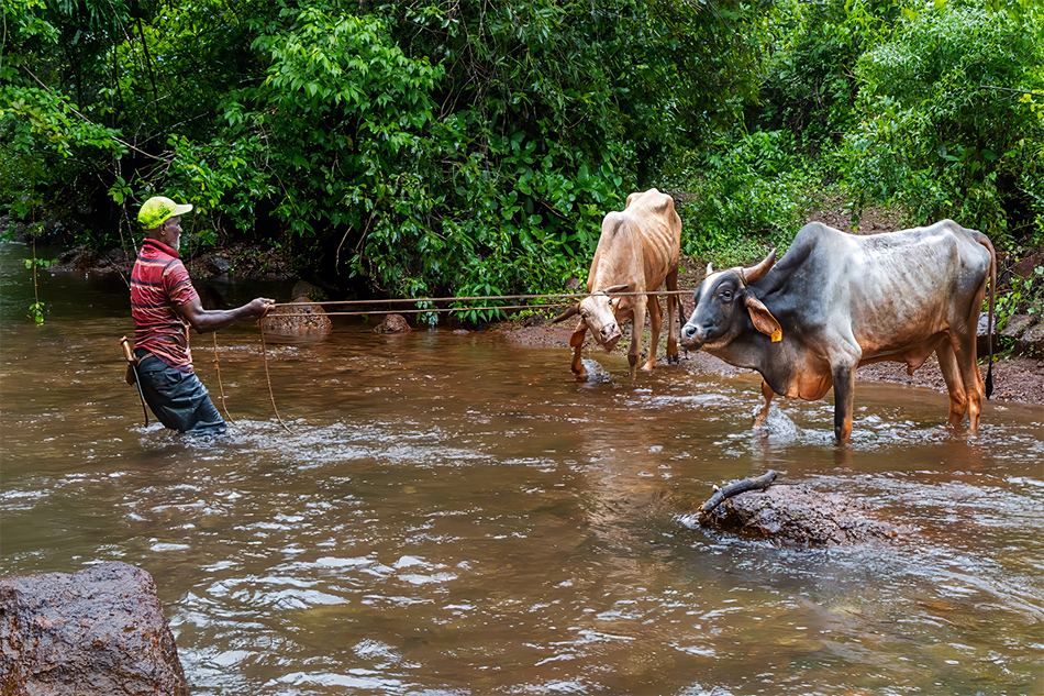 Stubborn as a bull! by Vinaya Mathews