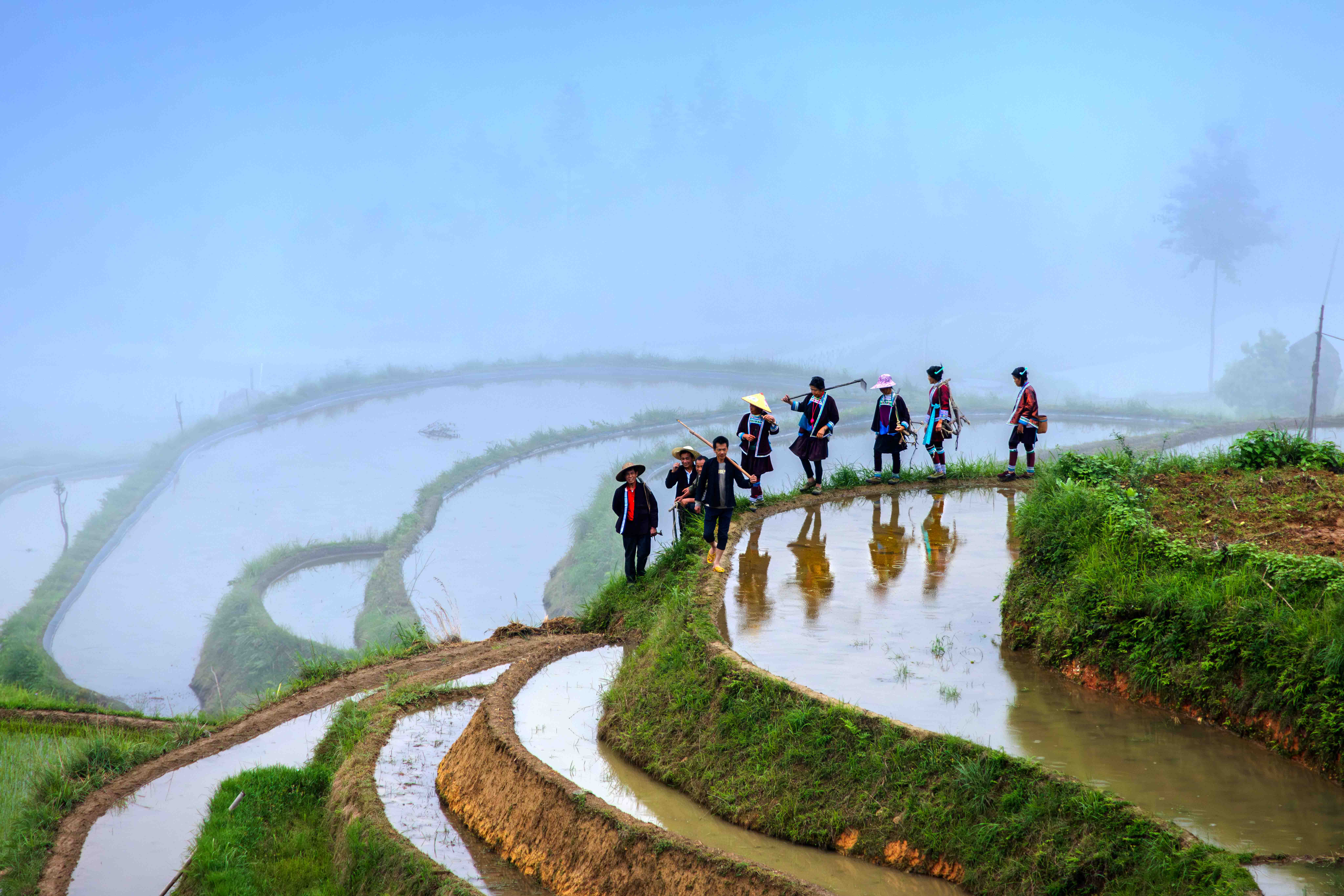 Rice Transplanting Festival by Pamela Liu