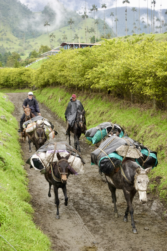 Transportation Salento, Colombia by Dr Edward Goldenberg