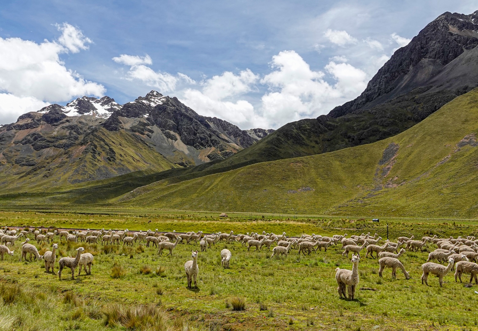 Grazing in Peru by Dr Edward Goldenberg
