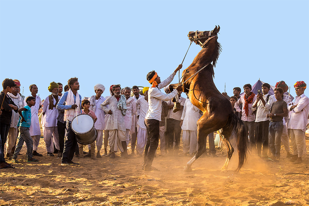 Title : Horse Show by Vinaya Mathews