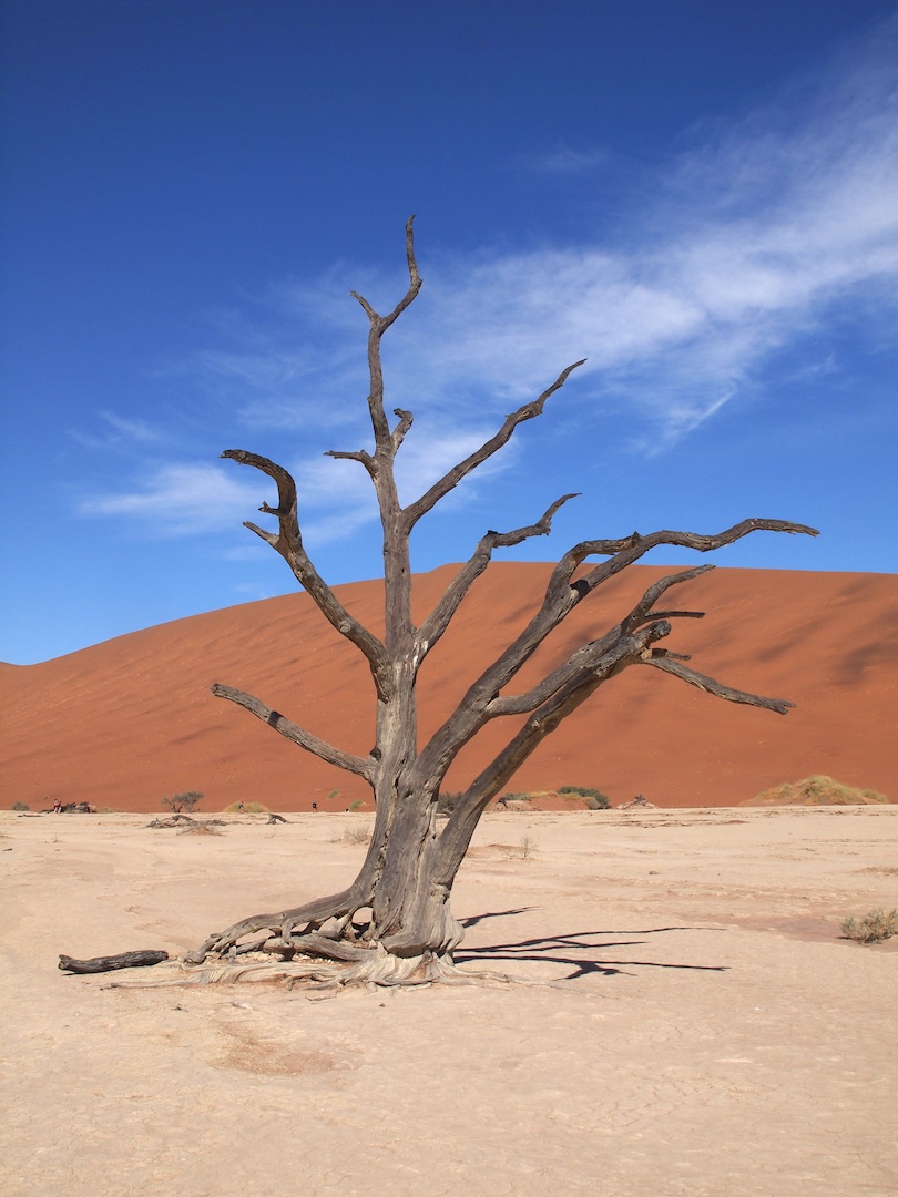 LAST TREE IN THE KALAHARI DEADPAN  