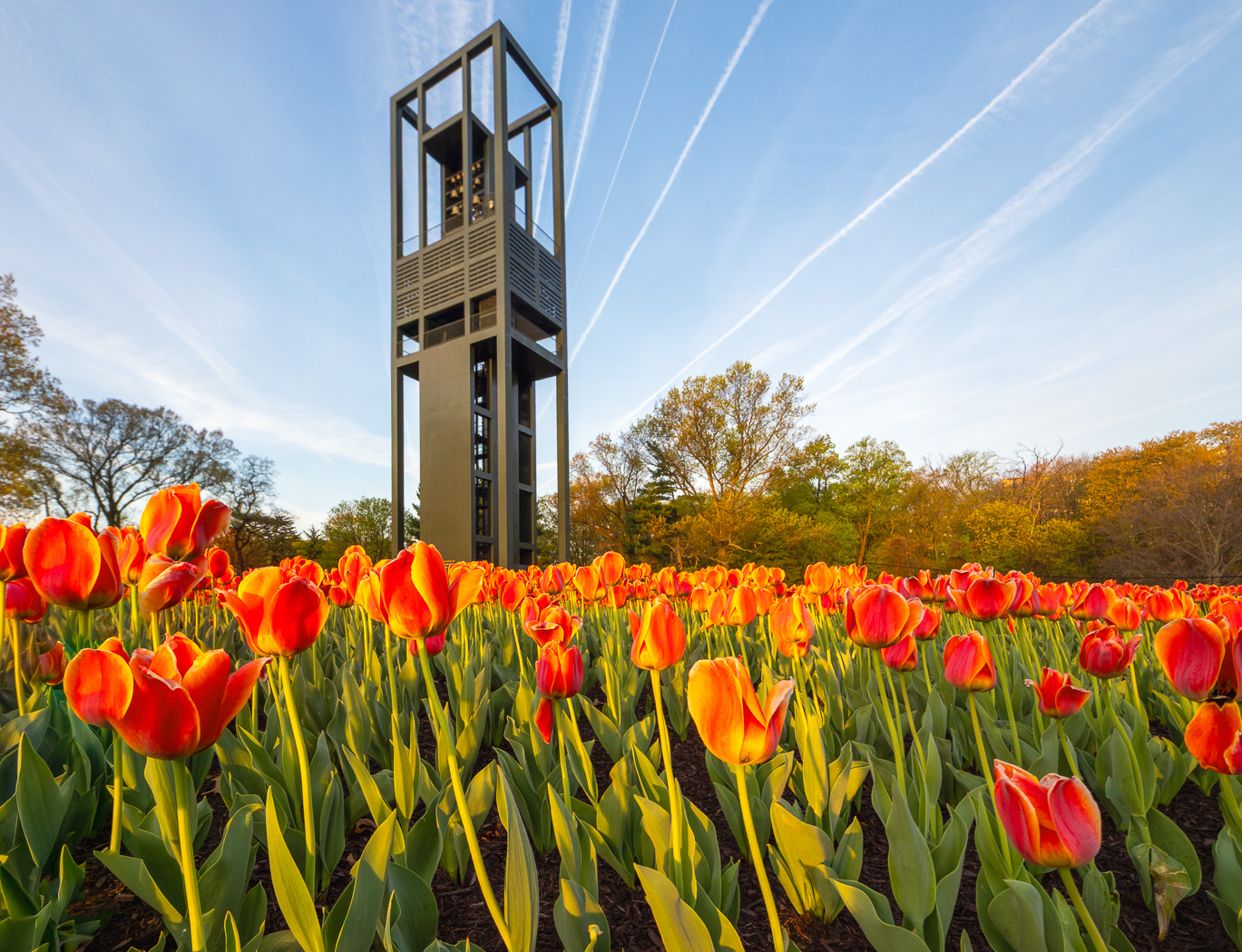 Tulips at the Netherlands Carillon by Richard Distlerath