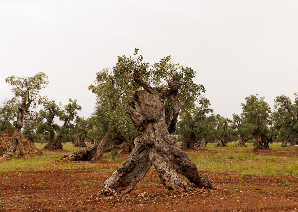 NATURE’S APULIAN SCULPTURE by Gloria Grandolini