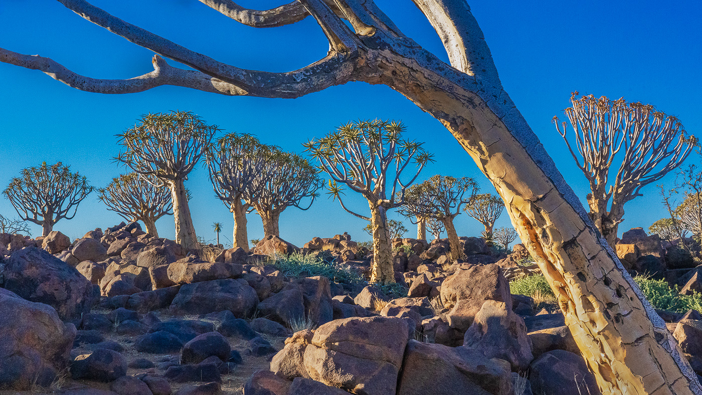 Quivertrees Far and Near by Lillian Roberts