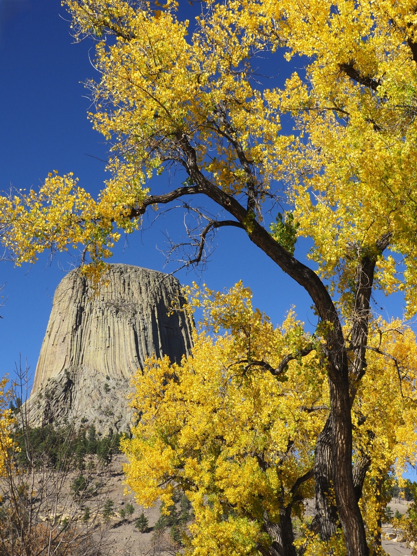 Devil through the Trees by Paul Halphen