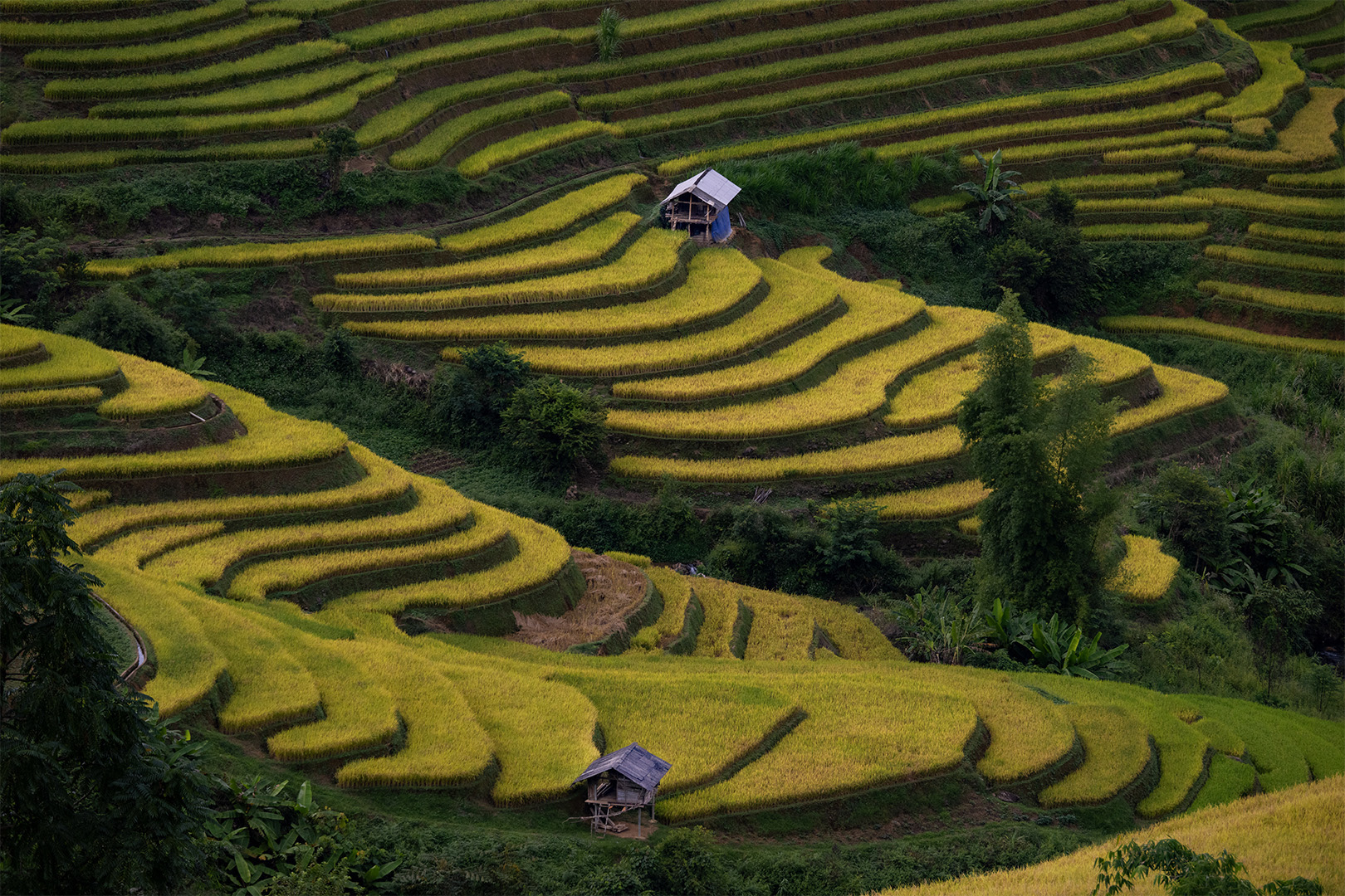 Golden Season by Hai Nguyen